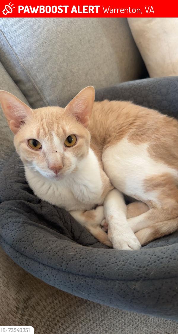 Lost Male Cat last seen home, Warrenton, VA 20187