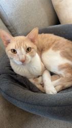 Lost Male Cat last seen home, Warrenton, VA 20187