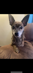 Lost Female Dog last seen Near the Dairy Ripple in south beloit that neighborhood, South Beloit, IL 61080