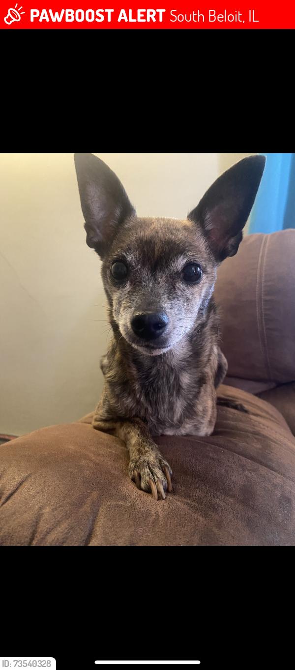 Lost Female Dog last seen Near the Dairy Ripple in south beloit that neighborhood, South Beloit, IL 61080