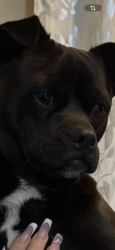 Lost Male Dog last seen Near Street, Odessa, TX 79762
