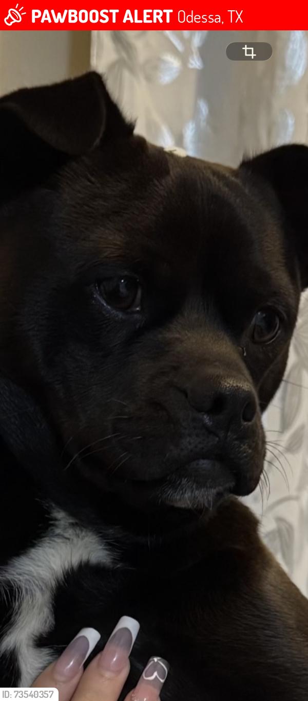 Lost Male Dog last seen Near Street, Odessa, TX 79762
