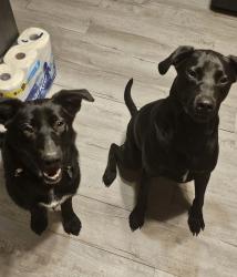 Lost Male Dog last seen CR 4101 close to Loves Lookout, Jacksonville, TX 75766