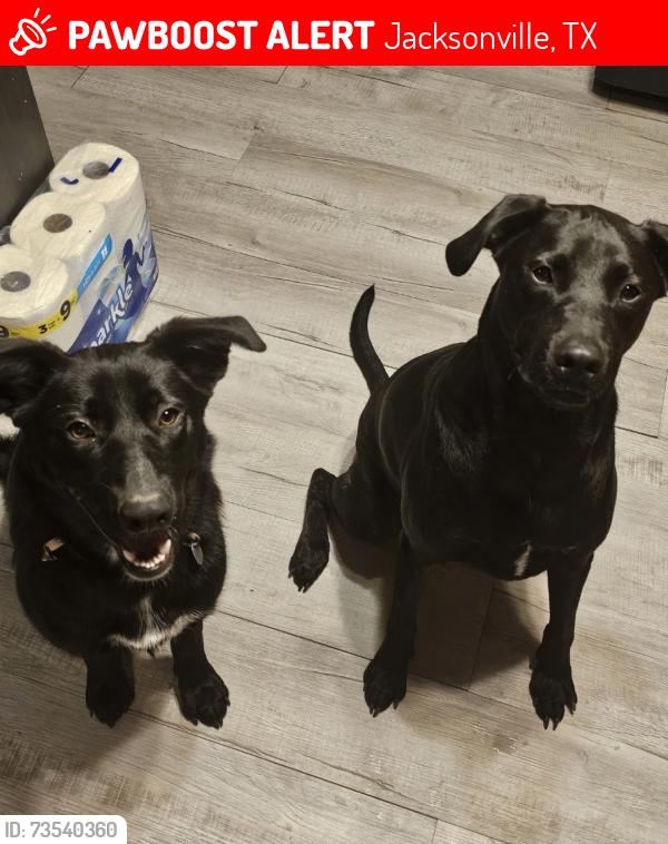 Lost Male Dog last seen CR 4101 close to Loves Lookout, Jacksonville, TX 75766