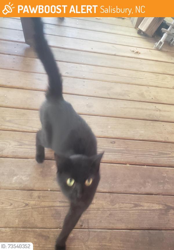 Found/Stray Male Cat last seen Majolica Road, Salisbury, NC 28147
