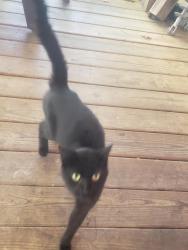 Found/Stray Male Cat last seen Majolica Road, Salisbury, NC 28147