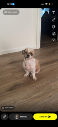 Lost Male Dog last seen N Crowley Cleburne Rd , Garden Springs, W Risinger, S Hulen st, Fort Worth, TX 76123