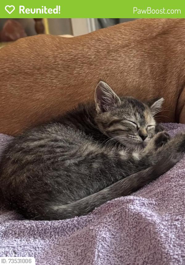 Reunited Female Cat last seen 19th and Garfield, Lincoln, NE 68502