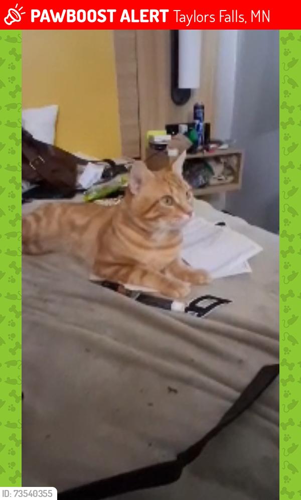 Lost Male Cat last seen The springs. Inn, Taylors Falls, MN 55084
