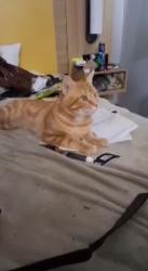 Lost Male Cat last seen The springs. Inn, Taylors Falls, MN 55084