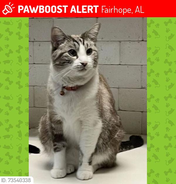 Lost Male Cat last seen Near Echo Lane, Fairhope, AL 36532