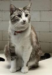 Lost Male Cat last seen Near Echo Lane, Fairhope, AL 36532