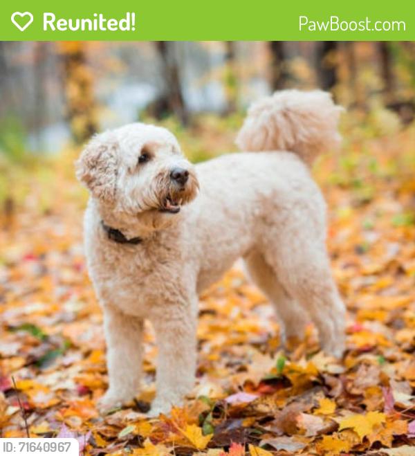 Reunited Unknown Dog last seen Off Tower Road and 45th Ave., Denver, CO 80249