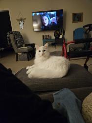 Lost Male Cat last seen Central Park, Roseville, MN 55113