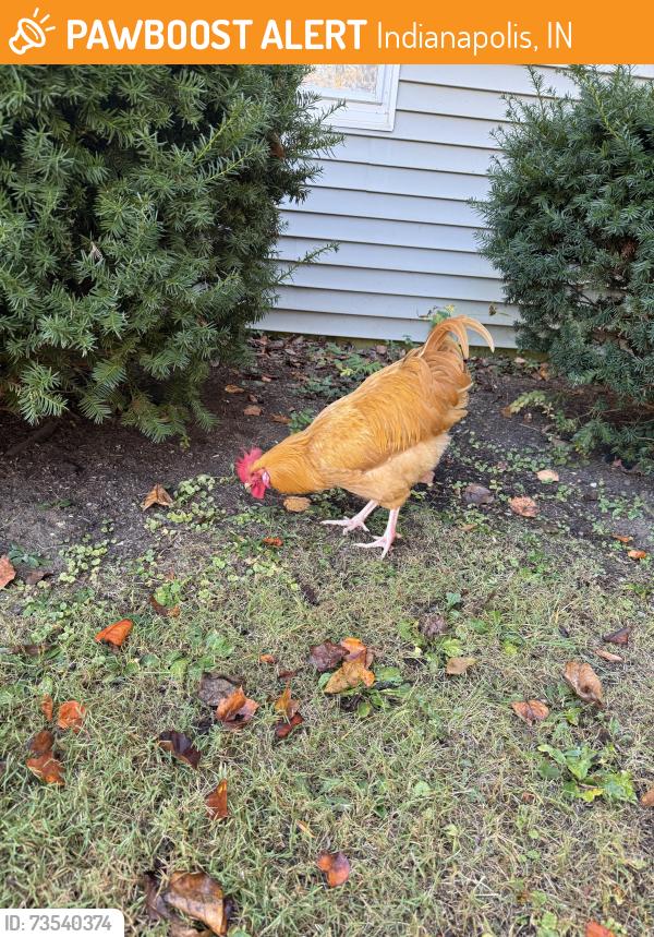 Found/Stray Unknown Bird last seen 58th and Illinois Street, Indianapolis, IN 46208