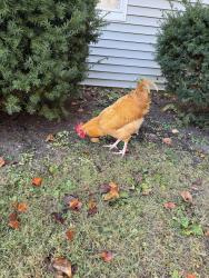 Found/Stray Unknown Bird last seen 58th and Illinois Street, Indianapolis, IN 46208