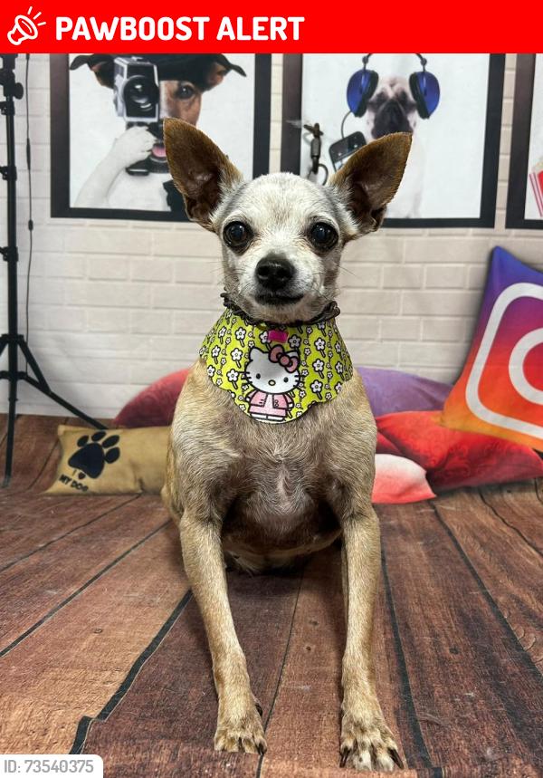 Lost Female Dog last seen Avenida José brambila 59, Vila Vista Alegre, RS 94945-160