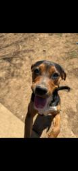 Reunited Female Dog last seen Black Water Ln, Lexington, KY 40511, USA, Lexington, KY 40511