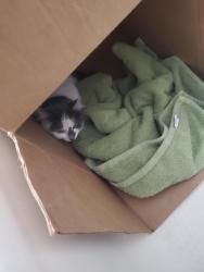 Reunited Unknown Cat last seen Jungle Jim's Fairfield parking lot, Fairfield, OH 45014