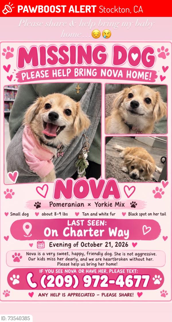 Lost Female Dog last seen Around charter way, Stockton, CA 95206