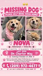 Lost Female Dog last seen Around charter way, Stockton, CA 95206