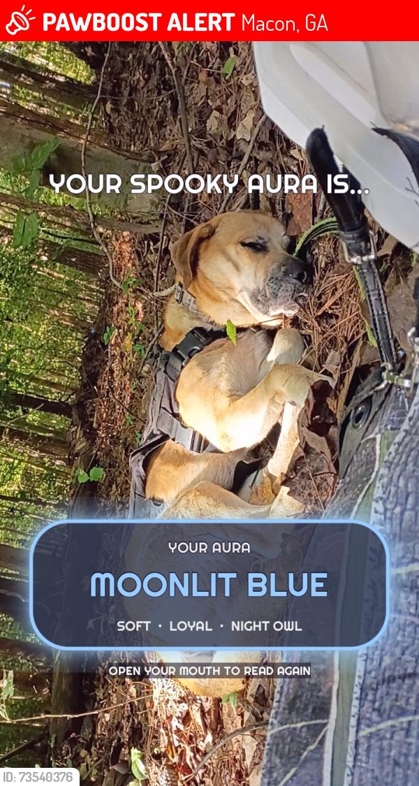 Lost Male Dog last seen Chatham & broadway, in the woods by AP's lounge, Macon, GA 31206