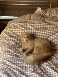 Reunited Male Cat last seen Mesa rd and ranch rd, Bastrop County, TX 78617