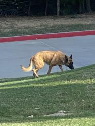 Found/Stray Female Dog last seen Walking around the parking garage of the businesses, Flower Mound, TX 75028