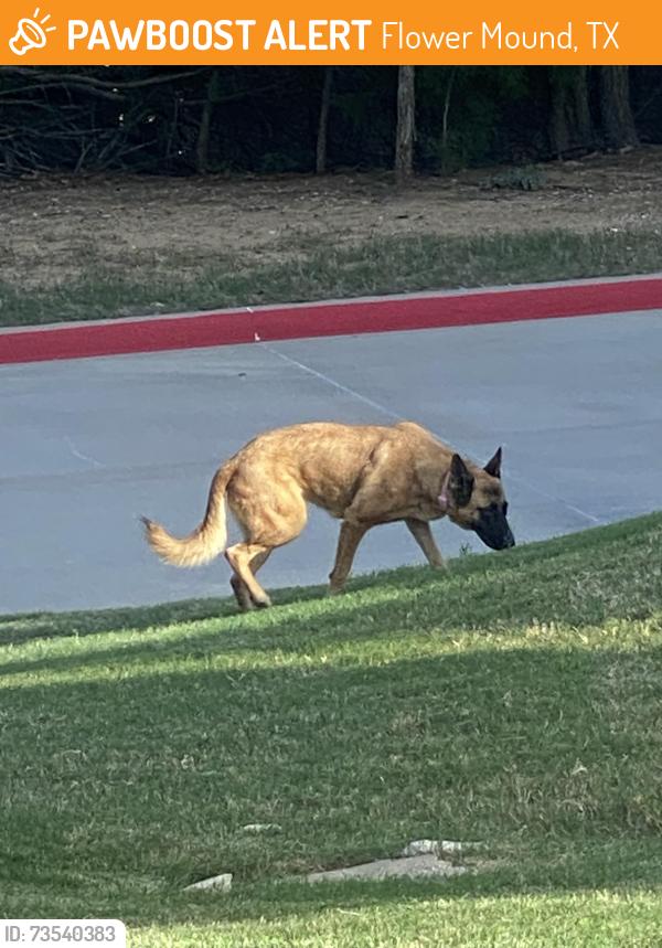 Found/Stray Female Dog last seen Walking around the parking garage of the businesses, Flower Mound, TX 75028