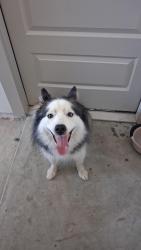 Reunited Female Dog last seen Parks Edge Development, Missouri City, TX 77489