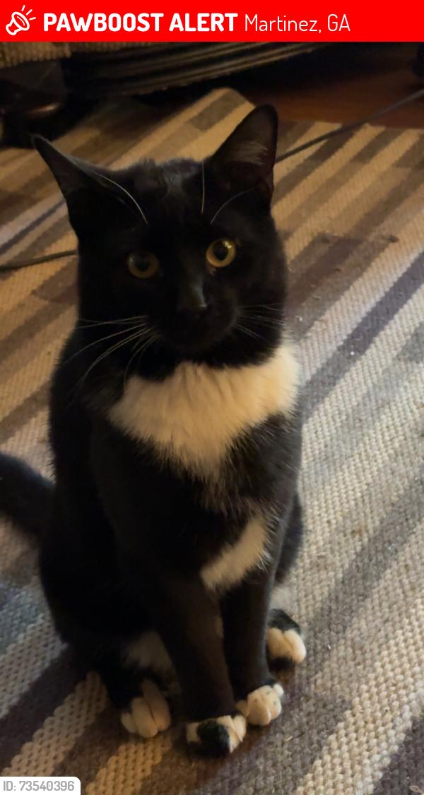 Lost Male Cat last seen ShadowMoore Drive, Dr. Barbara Utermark office, Martinez, GA 30907