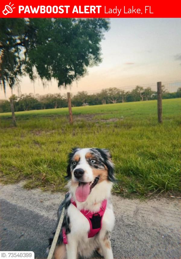Lost Female Dog last seen Lake Griffin rd and N Myers rd, Lady Lake, FL 32159