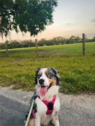 Lost Female Dog last seen Lake Griffin rd and N Myers rd, Lady Lake, FL 32159