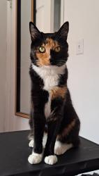 Reunited Female Cat last seen Sage Tree St, Palmdale, Palmdale, CA 93551