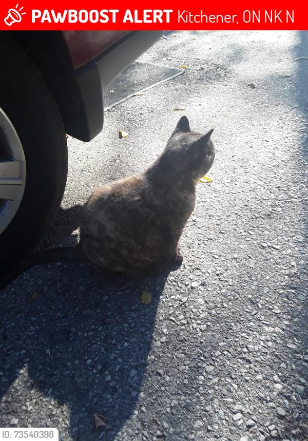 Lost Female Cat last seen Langcasterand bridgeport rd, Kitchener, ON N2K 1N7