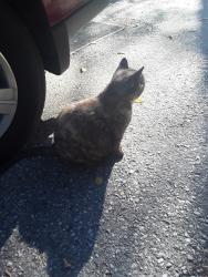Lost Female Cat last seen Langcasterand bridgeport rd, Kitchener, ON N2K 1N7