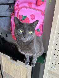 Reunited Male Cat last seen Near Valleyview drive Folcroft pa 19032, Folcroft, PA 19032