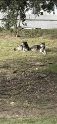 Reunited Male Dog last seen Beltway Bellaire, Houston, TX 77072