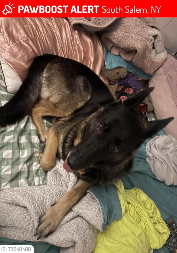 Lost Female Dog last seen Benedict road, South Salem, NY 10590