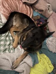 Lost Female Dog last seen Benedict road, South Salem, NY 10590