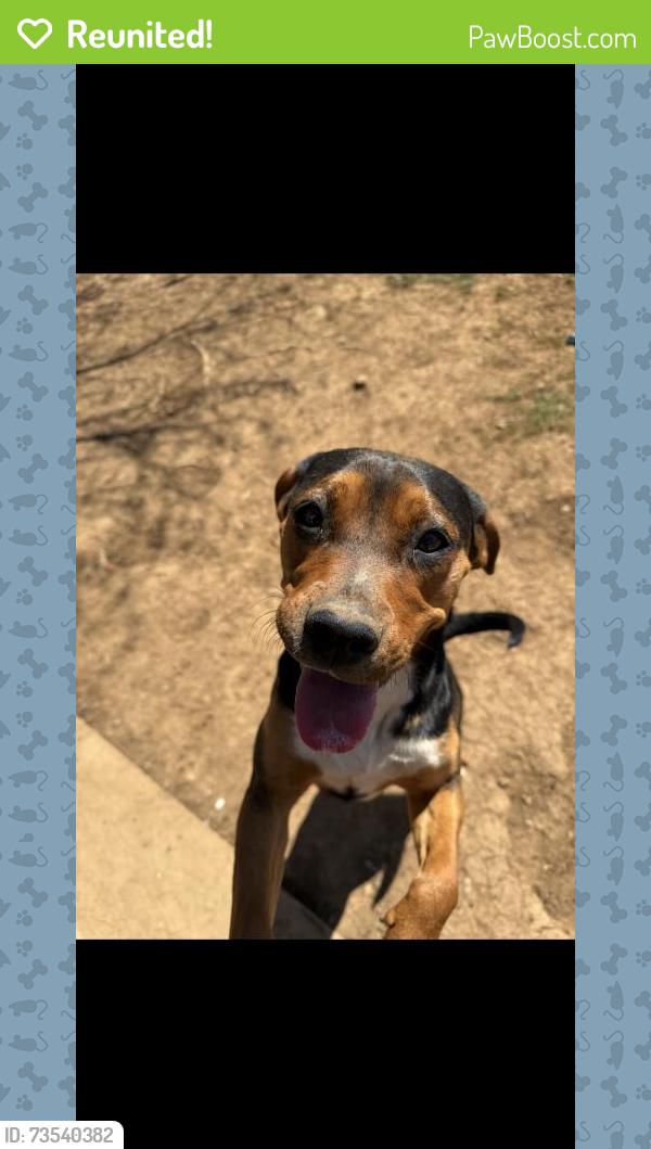 Reunited Female Dog last seen Black Water Ln, Lexington, KY 40511, USA, Lexington, KY 40511