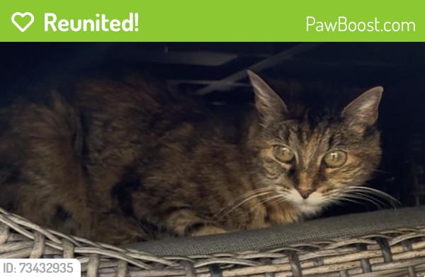 Reunited Female Cat last seen Golf Dr and Erie Rd., Green Bay, WI 54311