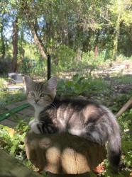 Lost Female Cat last seen Clanfield, Clanfield, England OX18 2ST