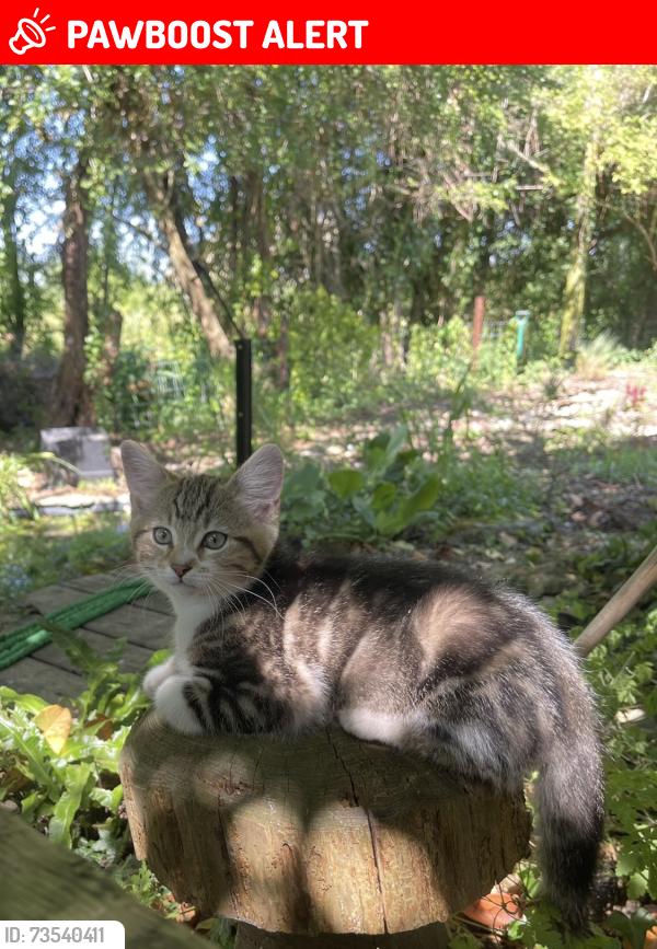 Lost Female Cat last seen Clanfield, Clanfield, England OX18 2ST
