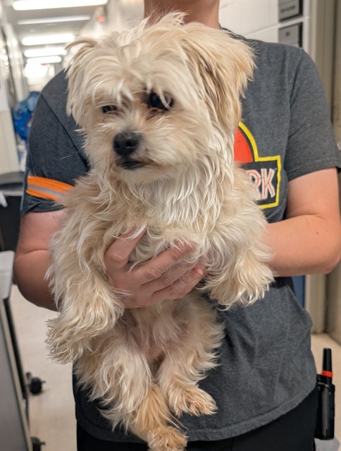 Shelter Stray Female Dog last seen Near BLOCK CRESTON AVE/63121, 10521 Baur Blvd, Olivette, MO 63132, USA