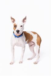 Shelter Stray Male Dog last seen Near BLOCK NE 143 ST, 3599 NW 79th Ave, Doral, FL 33122, USA