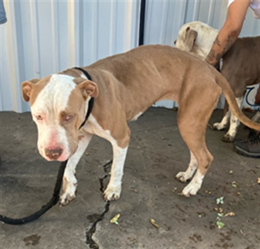 Shelter Stray Female Dog last seen Near BLOCK S SANTA FE AVE, WICHITA KS 67211, 3303 N Hillside St, Wichita, KS 67219, USA