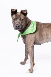 Shelter Stray Female Dog last seen Near BLOCK NW 81ST ST, 3599 NW 79th Ave, Doral, FL 33122, USA