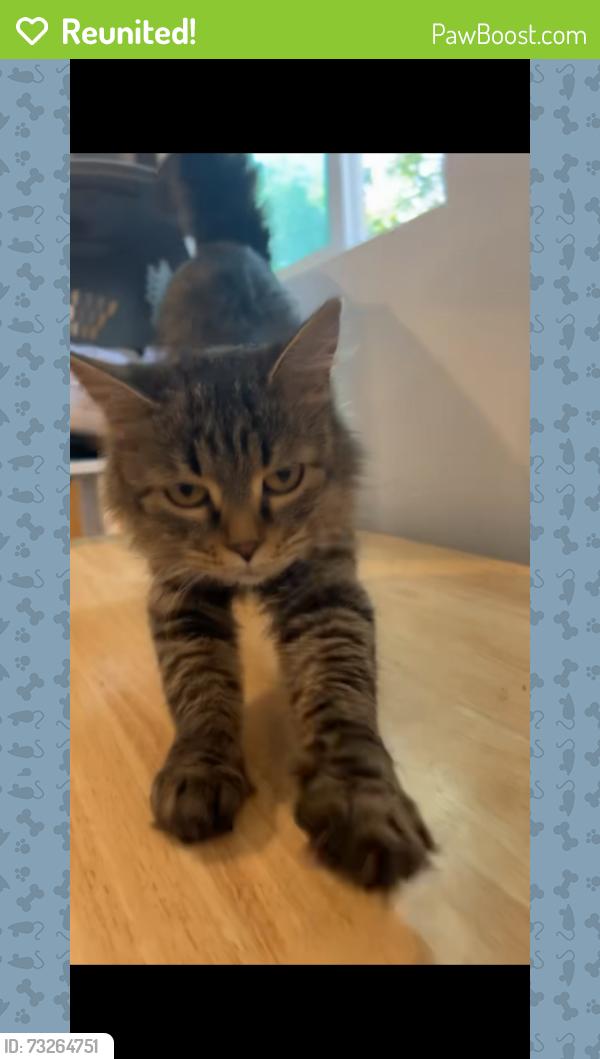 Reunited Female Cat last seen Harvey park, Denver, CO 80219