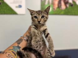Shelter Stray Female Cat last seen , 3599 NW 79th Ave, Doral, FL 33122, USA